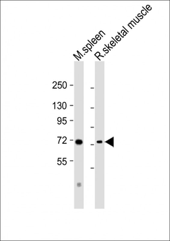 Mouse Syk Antibody (Center)