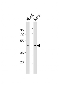 IHH Antibody (C-term)
