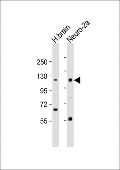 NELL1 Antibody (C-term)
