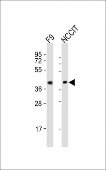 (Mouse) Rnf2 Antibody (Center)