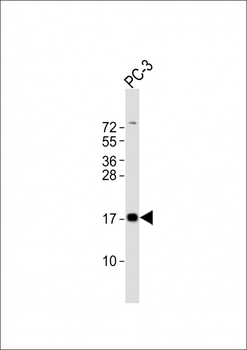 PLP2 Antibody (C-term)