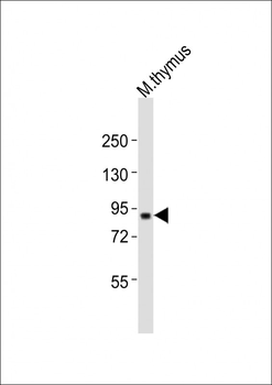 Mouse Cxxc1 Antibody (Center)