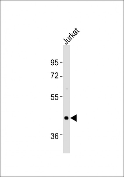 OXTR Antibody (C-term)