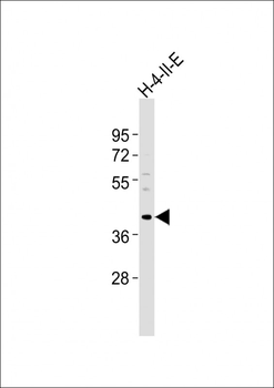 (Mouse) Bmi1 Antibody (C-term)