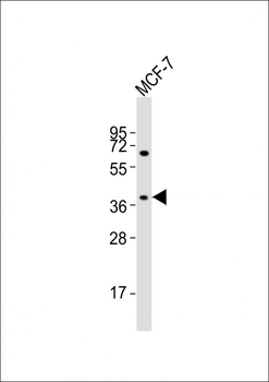 OR11H4 Antibody (C-term)