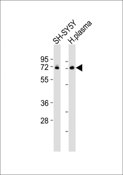 DBH Antibody (Center)