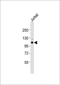(Mouse) Uhrf2 Antibody (Center)
