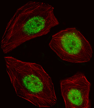 BLZF1 Antibody (Center)