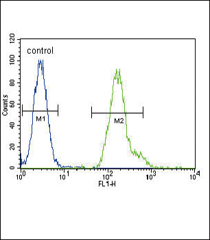 CEBPA Antibody (C-term)