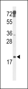 p19 antibody