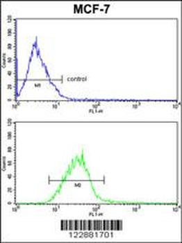 PIN1 Antibody (Center)