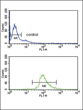 DCT Antibody (N-term)