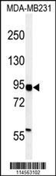 HIF1Alpha Antibody (C-term)