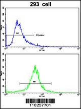 IDH1 Antibody (N-term)