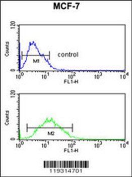 FKBP4 Antibody (Center)