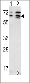 ACVR2A antibody