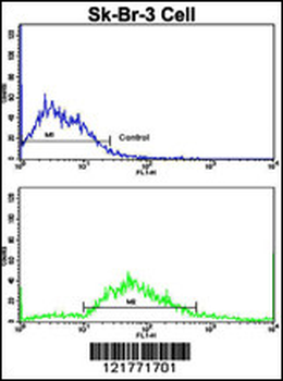 ITGAX Antibody (C-term)