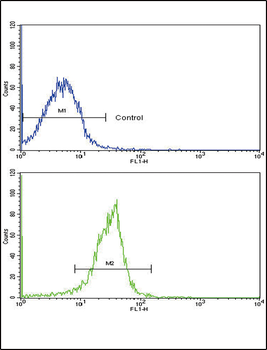 SPARC Antibody (C-term)