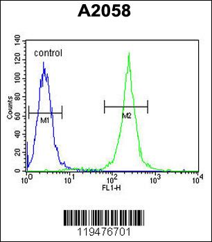 Calponin-3 Antibody (N-term)
