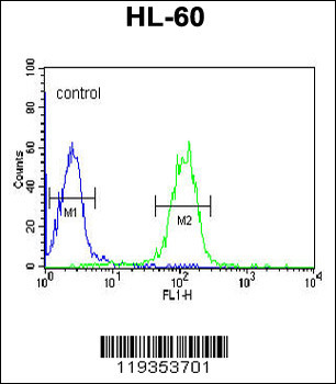 GZMB Antibody (C-term)