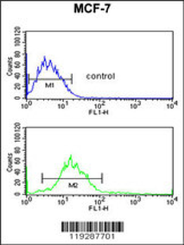 ENDOG Antibody (C-term)