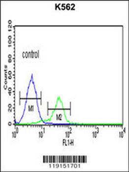 TRAP Antibody (C-term)