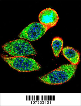 27Kip1 Antibody (C-term)