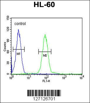 PGAP2 Antibody (C-term)