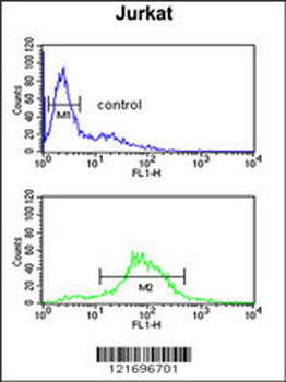 BTBD9 Antibody (Center)