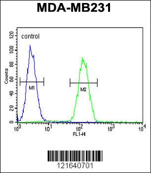 STX7 Antibody (N-term)