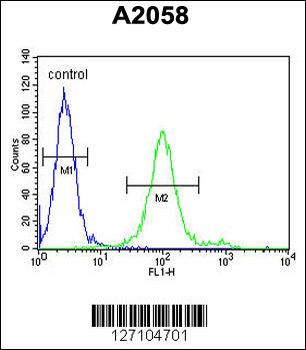 GOT1A Antibody (C-term)