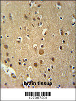 TNIP3 Antibody (N-term)