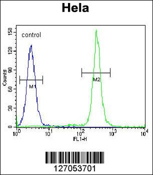 TM165 Antibody (N-term)