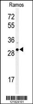 XBP1 Antibody (Center)