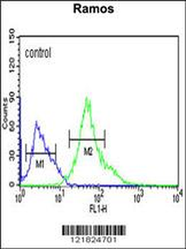 XBP1 Antibody (Center)