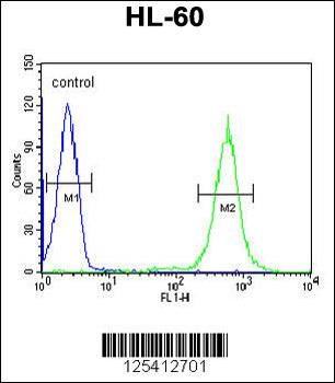 PDXD1 Antibody (C-term)
