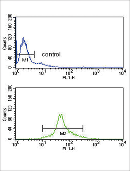 IRF5 Antibody (N-term)