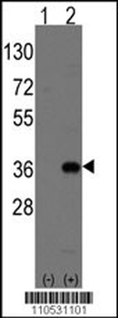 Msx2 Antibody (C-term)