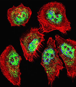ZHX2 Antibody (N-term)