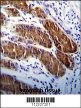 APG5 Antibody