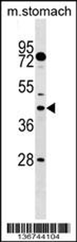 DUSP6 Antibody (N-term)