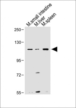 Nlrp6 antibody