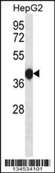 DUSP15 Antibody (Center)