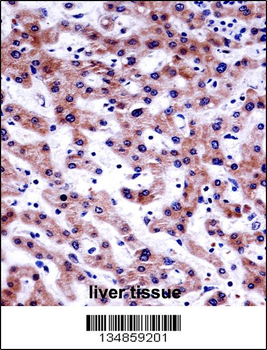 AKT1S1 Antibody (C-term)