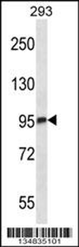 Mouse Mark3 Antibody (C-term)