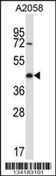 CREG2 Antibody (C-term)