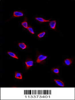 SOX9 Antibody (N-term)