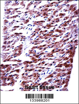 RM33 Antibody (C-term)