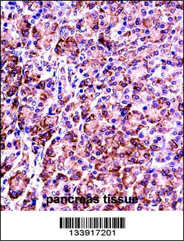 VAMP7 Antibody (Center)