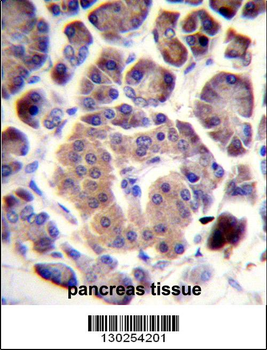 TRIM36 Antibody (Center)